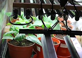 長燈,植物,辣椒