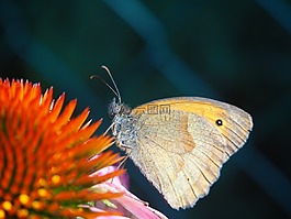蝴蝶,開花,花園