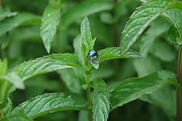 花園,甲蟲,錯誤