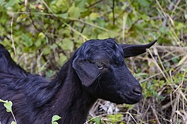 goatling,山羊,動物