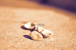 貝殼,海灘,石