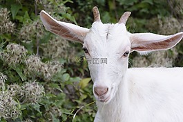 goatling,山羊,動物