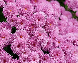 媽媽,秋天的花,秋
