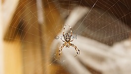 數(shù)值調(diào)節(jié)鈕,web,關(guān)閉