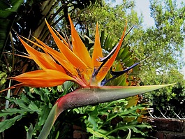 花,異國(guó)情調(diào),非洲