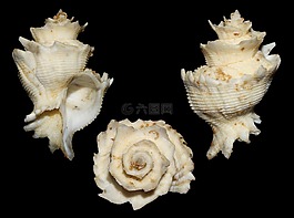 babelomurex finchii,雀的latiaxis,海蝸牛