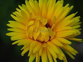 花,開花,黃色