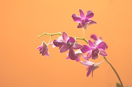 鮮花,花瓣,橙色