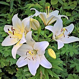 花,百合,白莉莉