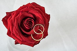 結(jié)婚戒指,玫瑰,環(huán)