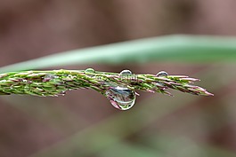 葉草,雨滴,滴
