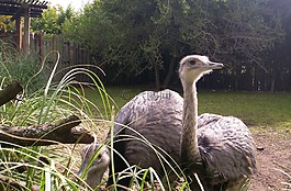 鴕鳥,動物,性質(zhì)