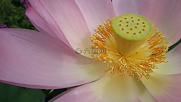蓮花,花,粉紅色