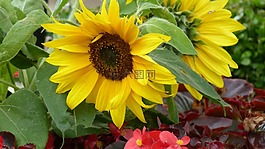 向日葵,鮮花,黃色