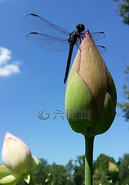 莲花,蜻蜓,自然