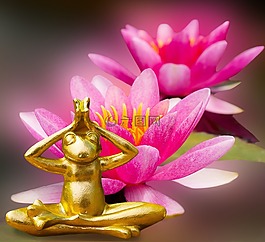 情感,性質(zhì),睡蓮
