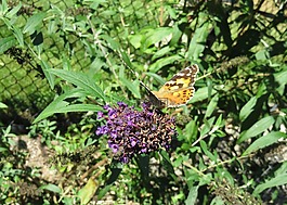 蝴蝶,蝴蝶布什,花