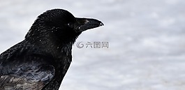 常見的烏鴉,烏鴉,雪