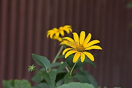 花卉,黃色,綠色