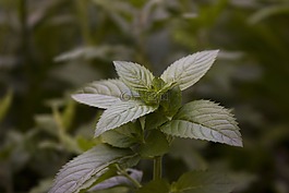 花卉,綠色,勃艮第植物
