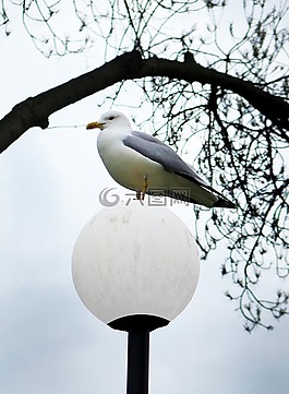 海鷗,鳥(niǎo),自然