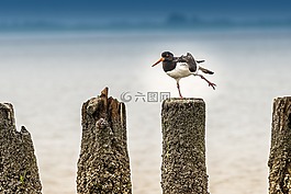 北海,鸟,涉禽