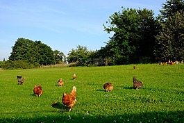 雞,家禽,動(dòng)物