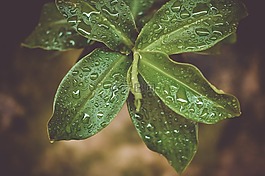自然,農(nóng)業(yè),植物