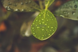 自然,農(nóng)業(yè),植物