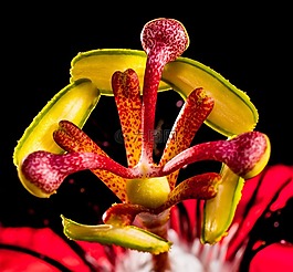 激情花,花,開花