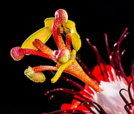 激情花,花,開花