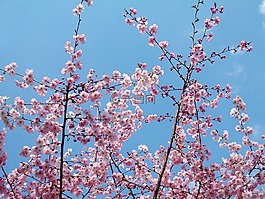 春天的花朵,树,花卉