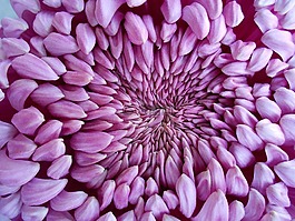 花,粉紅色,紫色