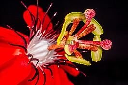 激情花,花,開花