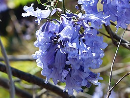 鮮花,淺藍色,紫