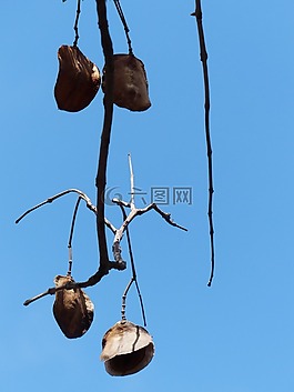膠囊,種子,平