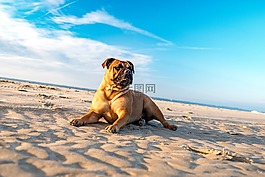 斗牛犬,狗,肖像