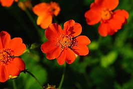 花,开花,野草莓