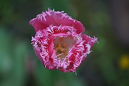 花,粉紅色,開花