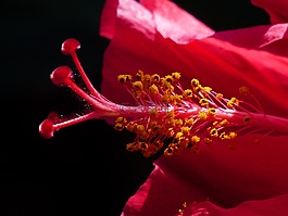 芙蓉花,郵票,花粉