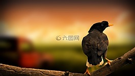 maynah,鳥,創(chuàng)意