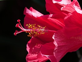 芙蓉花,郵票,花粉