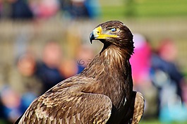 阿德勒,鷙鳥,猛禽