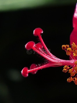 郵票,花粉,芙蓉花