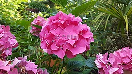 花,關(guān)閉,開花