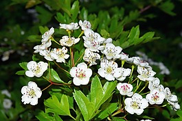 鲜花,白,布什