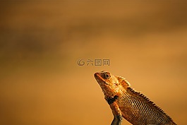龙,承担龙,野生
