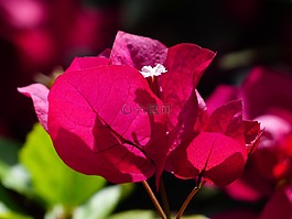 葉子花,豐富多彩,鮮花