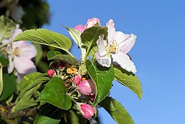 蘋果樹,鮮花,蘋果花