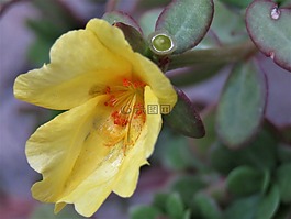 花,黃色,橙色